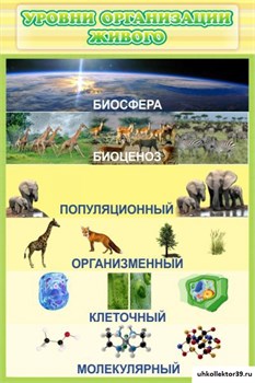 Стенд Уровни организации живого ШК-0720