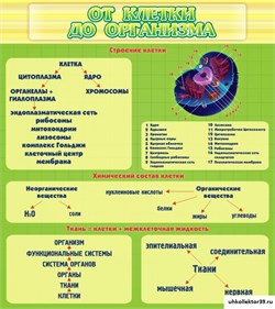 Стенд От клетки до организма ШК-0707