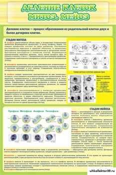 Стенд Деление клеток митоз, мейоз ШК-0719
