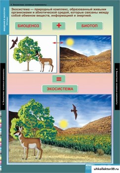 Комплект таблиц. Биология. Введение в экологию (18 таблиц) 5-8689-018