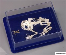 Скелет лягушки 4230