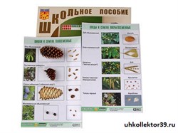 Коллекция "Шишки, плоды, семена деревьев и кустарников" 8075