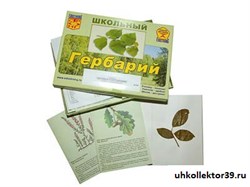Гербарий "Дикорастущие растения" (30 видов, с иллюстрациями) 8551