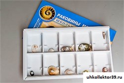 Коллекция "Раковины моллюсков" 6200