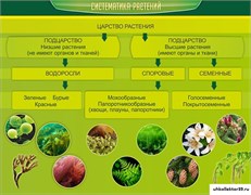 Стенд Систематика растений ШК-0733