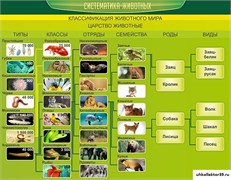 Стенд Систематика животных ШК-0732