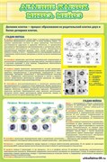 Стенд Деление клеток митоз, мейоз ШК-0719
