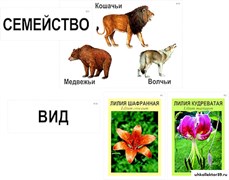 Модель-аппликация "Классификация растений и животных" 4791