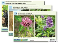 Гербарий фотографический "Сельскохозяйственные растения России" 7577