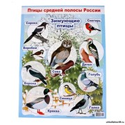 Плакат "Зимующие птицы" 279768