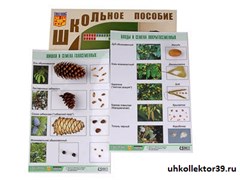 Коллекция "Шишки, плоды, семена деревьев и кустарников" 8075