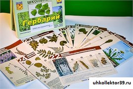 Гербарий к курсу основ общей биологии 14177