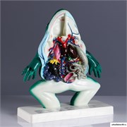 Модель  "Лягушка в разрезе" 5076757