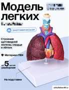 Модель лёгких человека 23438